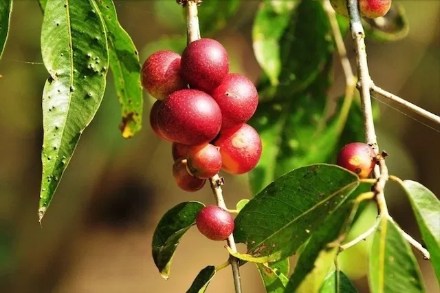 Pequeñas plántulas creciendo en macetas de turba.