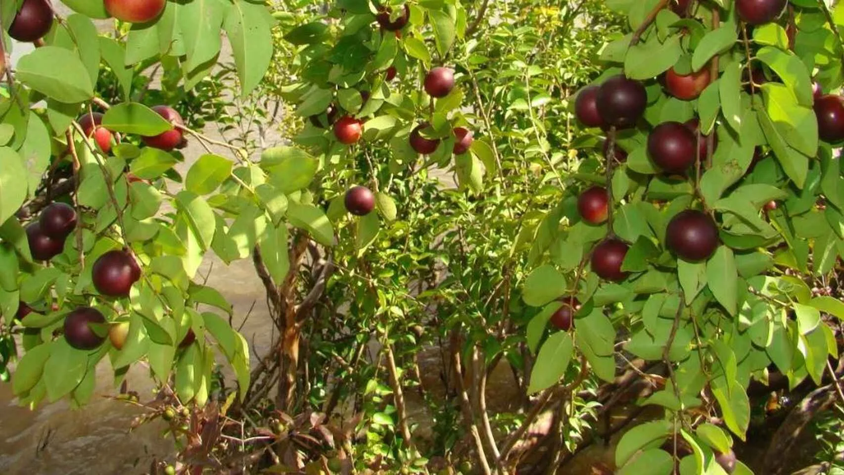 Productos naturales peruanos para exportación